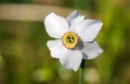 White daffodil close up Royalty Free Stock Photo