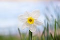 White daffodil close-up on a light background Royalty Free Stock Photo