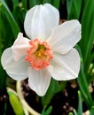 White daffodil