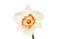 White Daffodil flower