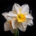 White daffodil flower isolated on black background. Flowering flowers, a symbol of spring, new life Royalty Free Stock Photo