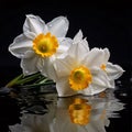 White daffodil flower isolated on black background. Flowering flowers, a symbol of spring, new life Royalty Free Stock Photo