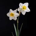 White daffodil flower isolated on black background. Flowering flowers, a symbol of spring, new life Royalty Free Stock Photo