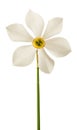 White daffodil flower