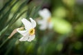 White daffodil flower Royalty Free Stock Photo