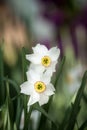 White daffodil flower Royalty Free Stock Photo