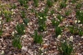 White daffodil flowers in a forest Royalty Free Stock Photo
