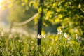 White daffodil flowers by the forest border in the warm morning light.