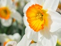 White daffodil flowers, known as Paperwhite