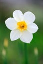 White Daffodils in the garden