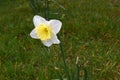 White Daffodil in Green Field