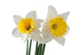 White daffodil