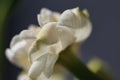 White daffodil narcissus Bridal crown flower head macro, creamy white and yellow petals in bright light Royalty Free Stock Photo