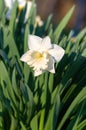 White daffodil Narcissuson green background