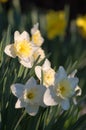 White daffodil Narcissuson green background