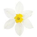 White daffodil narcissus L. blooming flower head, isolated flat lay, rain water droplets, yellow amaryllis jonquil stamen dew Royalty Free Stock Photo