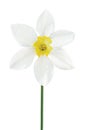 White daffodil narcissus L. blooming flower, yellow amaryllis Royalty Free Stock Photo