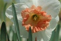 White daffodil with orange center close up Royalty Free Stock Photo