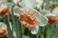 White daffodil with orange center close up Royalty Free Stock Photo
