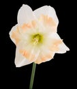 White Daffodil with pink frilled Trumpet Royalty Free Stock Photo