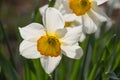White Daffodil spring blossom