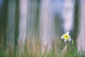 White daffodil, Narcissus, spring flower Royalty Free Stock Photo