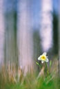 White daffodil, Narcissus, spring flower Royalty Free Stock Photo