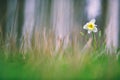 White daffodil, Narcissus, spring flower Royalty Free Stock Photo