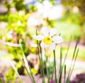 White daffodils bloom in the garden Royalty Free Stock Photo