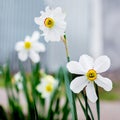 White daffodils bloom in the garden. Spring flowers_ Royalty Free Stock Photo