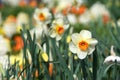 White daffodils in a garden