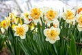 White daffodils on a flowerbed in the garden