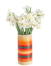 White daffodils flowers, narcissus, multi colored vase, flowerpot, close up, white background. Royalty Free Stock Photo