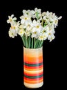 White daffodils flowers, narcissus, multi colored vase, flowerpot, close up, black background. Royalty Free Stock Photo