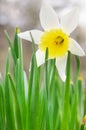 White Daffodils in the garden