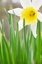 White Daffodils in the garden
