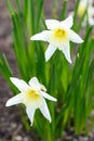 White Daffodils in the garden