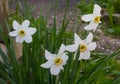 White daffodils in the garden