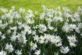 White Daffodils in the garden.