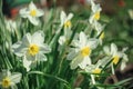 White daffodils among green leaves on a sunny day