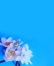 White daffodils on a light blue background. Festive spring bouquet. Royalty Free Stock Photo