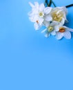 White daffodils on a light blue background. Festive spring bouquet. Royalty Free Stock Photo