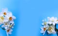 White daffodils on a light blue background. Festive spring bouquet. Royalty Free Stock Photo