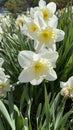 White daffodils in a line vertical format photograph