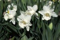 White daffodils with a long tubular center. Spring flowers blooming in the garden Royalty Free Stock Photo