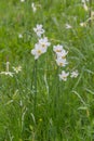 White daffodils on the meadow in the rain Royalty Free Stock Photo