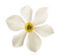 White daffodils flowers