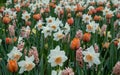 white daffodils, orange tulips and hyacinths in a spring meadow Royalty Free Stock Photo