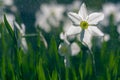 White daffodils in the rain on a beautiful background. Daffodils outdoors. Soft selective focus.