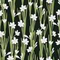 White daffodils seamless vector pattern on black background. Narcissus spring flowers.